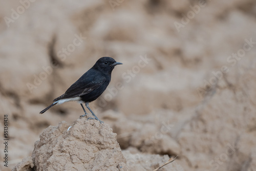 Black wheatear, Oenanthe leucura, Morocco.