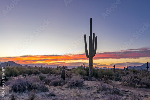 A Saguaro Cactus At Sunrise In The Sonoran Desert