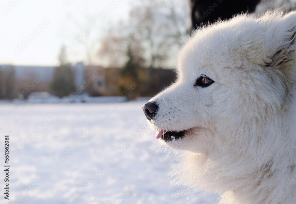Samoyed dog with snow background looking at something. Side view head shot of cute fluffy large white dog standing in park. Arctic dog breed winter scenery. 7 years old female dog. Selective focus.
