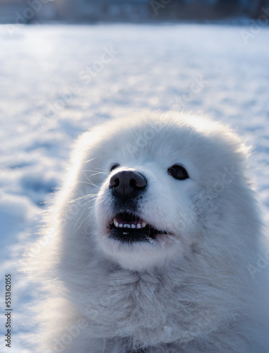 Samoyed dog with snow background looking at camera. High angle head shot of cute fluffy large white dog standing in park. Arctic dog breed winter scenery. 7 years old female dog. Selective focus.
