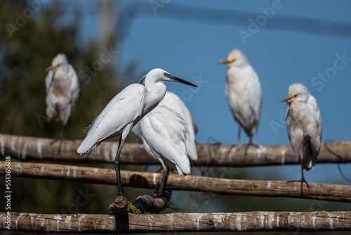 Fototapeta Naklejka Na Ścianę i Meble -  Little egret, Egretta garzetta, Morocco.