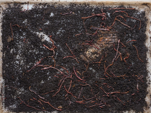 compost worm for fishing and waste processing of  esenia fetida photo