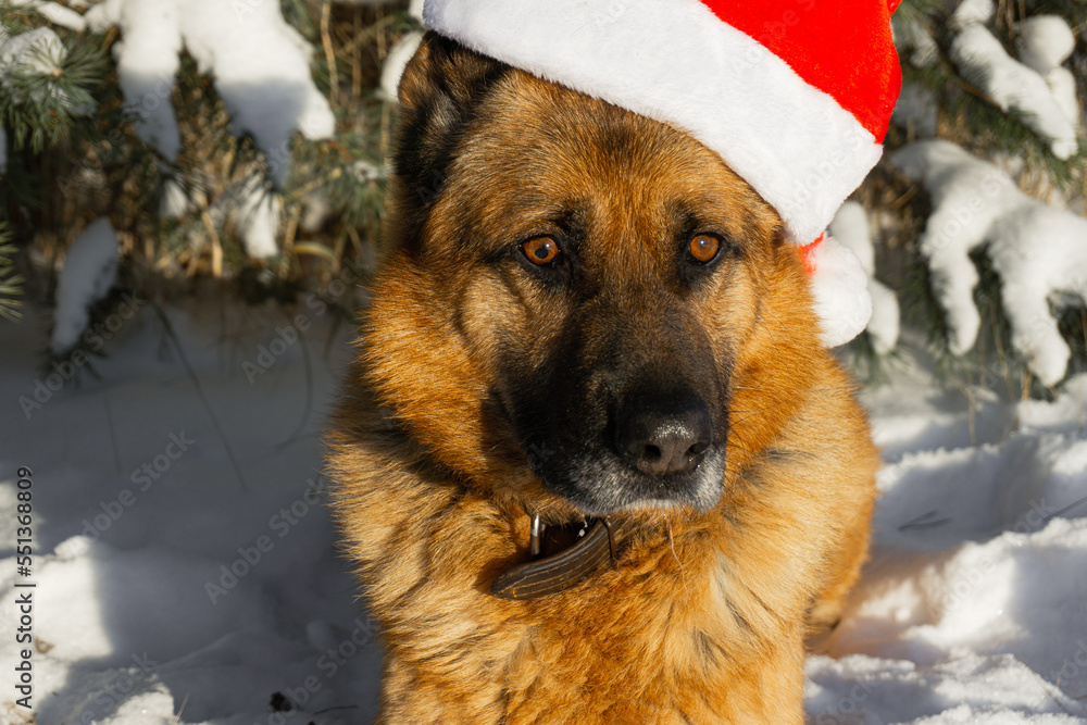 German shepherd dog dressed in a christmas hat German shepherd dog dressed in a christmas hat