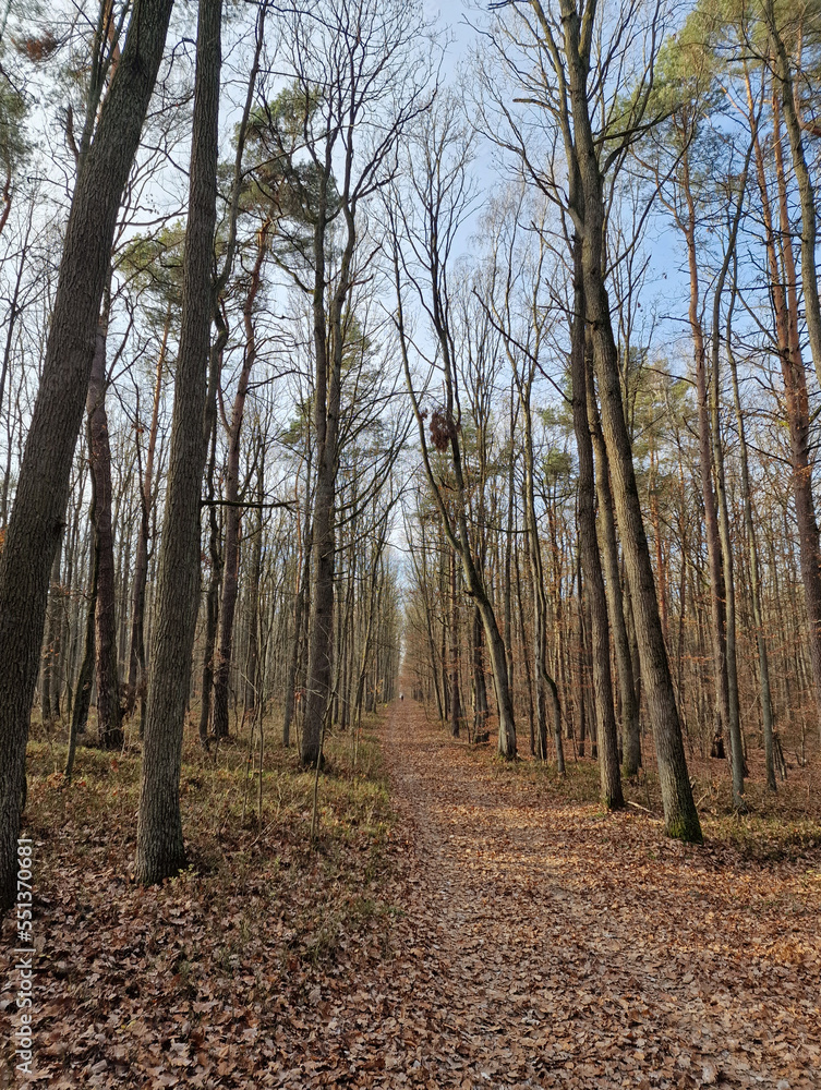 Obraz premium Lagiewnicki Forest in sunny and cold November morning, Lodz, Poland.
