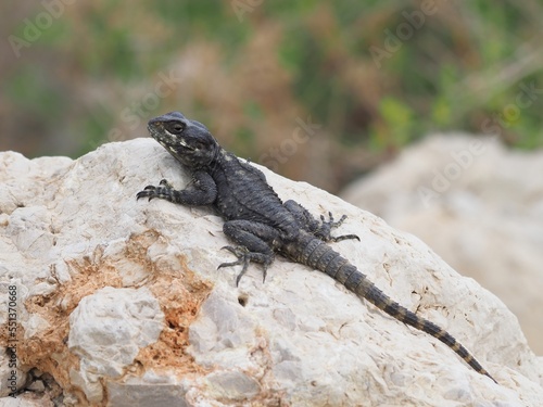 roughtail rock agama or hardun lizard on a rock (Stellagama stellio or Laudakia stellio stellion or Lacerta stellio)