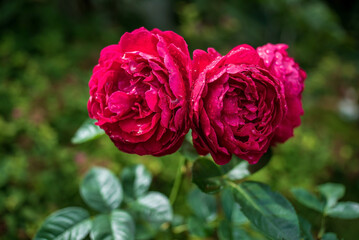 Foto auf Acrylglas Pantone 2023 Viva Magenta viva magenta color in the garden, summer roses  © Maksim Shebeko