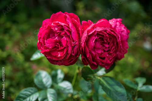 viva magenta color in the garden, summer roses