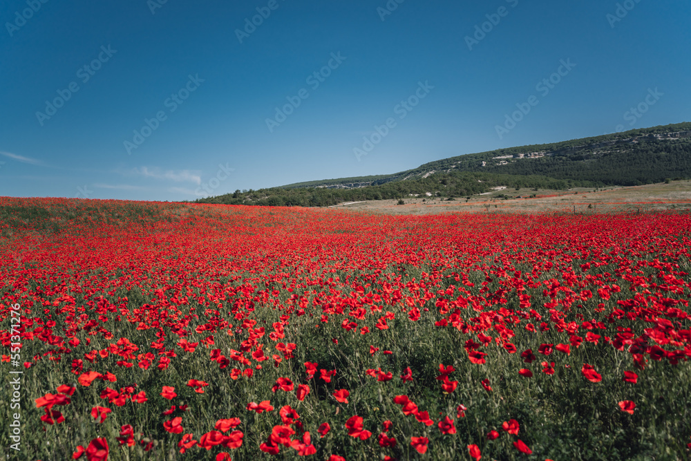 Abstract background with poppies in the field