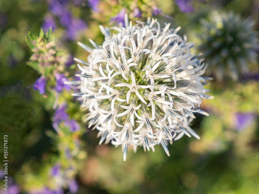 Echinops sphaerocephalus, thistle, Variety Arctic Glow, whitethorn, perennial meadow herb Echinops sphaerocephalus, thistle, Variety Arctic Glow, whitethorn, perennial meadow herb