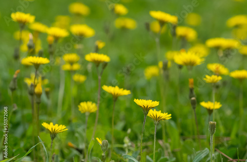 various wild plants and flowers. dandelion photos.