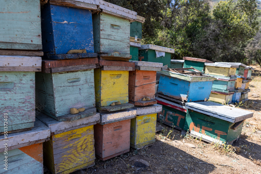 Honey production at the Rio Claro in Chile Honey production at the Rio Claro in Chile