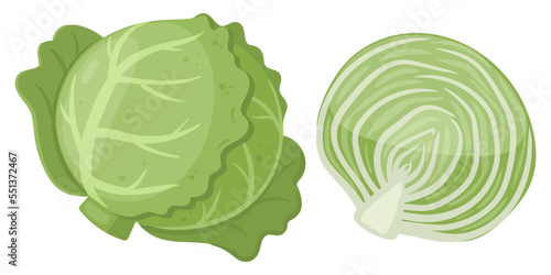 Cartoon white cabbage. Raw cabbage, fresh green leaves for salad, whole vegetable and half, organic cabbage for healthy lifestyle flat vector illustration on white background