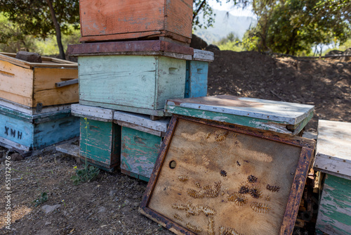 Honey production at the Rio Claro in Chile photo