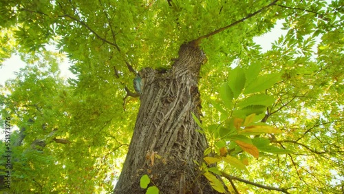 Bark-covered high trunk of old sweet chestnut tree with wide green crown hidden in shadow of leaves in national park low angle shot photo