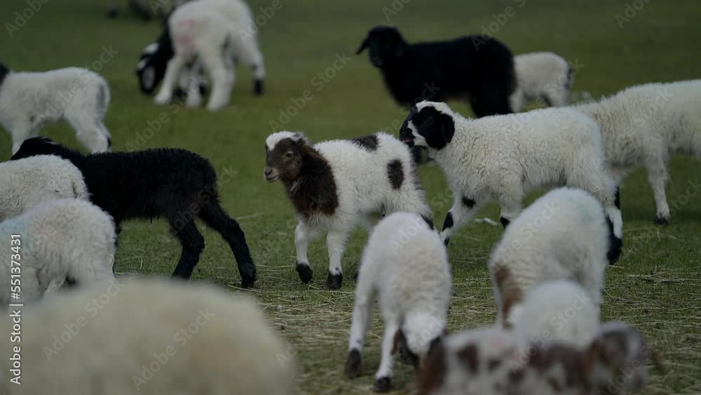 Grazing sheep at the foot of snow mountain in Tibet, China Grazing sheep at the foot of snow mountain in Tibet, China
