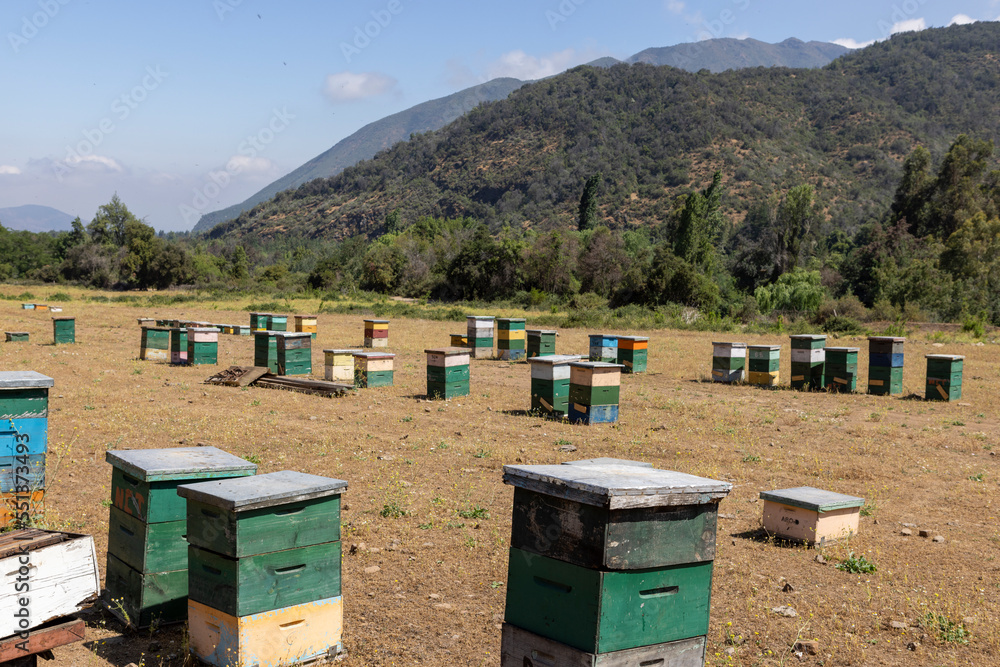 Honey production at the Rio Claro in Chile Honey production at the Rio Claro in Chile