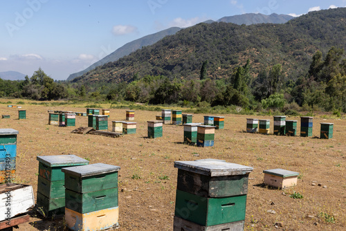 Honey production at the Rio Claro in Chile