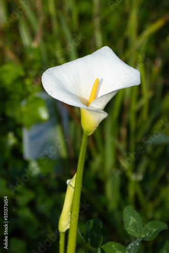 Canvas Print Zantedeschia aethiopica, commonly known as calla lily and arum lily