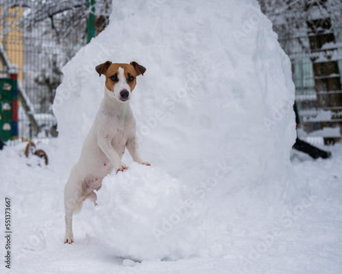 Jack Russell Terrier dog making a snowman outdoors in winter. 