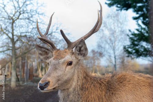 Fototapeta Naklejka Na Ścianę i Meble -  Male red deer portrait in sunny day