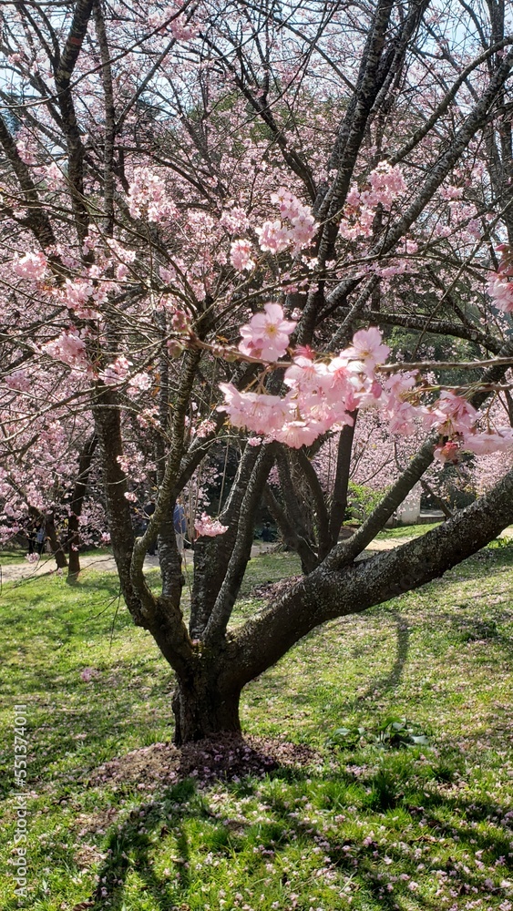 Selective focus of beautiful branches of pink cherry blossoms on the tree under blue sky, Beautiful Sakura blossoms during spring in the park,
Selective focus of beautiful branches of pink cherry blossoms on the tree under blue sky, Beautiful Sakura blossoms during spring in the park,