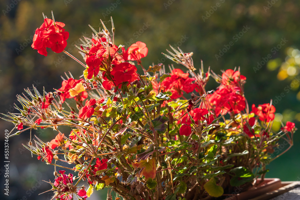 A beautiful blooming red flower of geranium in a box.