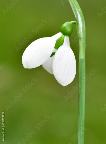 photos of white flowers, winter flowers and snowdrops