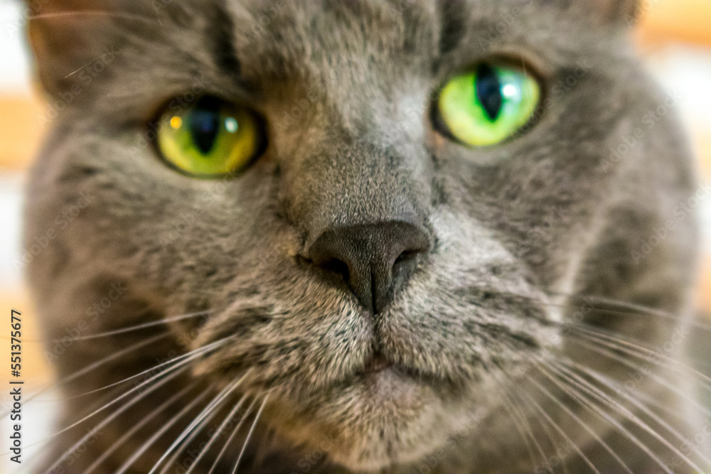 portrait of a cat portrait of a cat