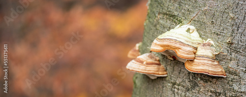 fungus on beech tree trunk in the fall