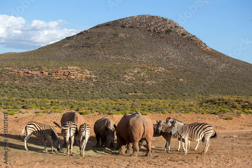 Fototapeta Naklejka Na Ścianę i Meble -  zebras in the African desert . South Africa