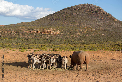 zebras in the African desert . South Africa