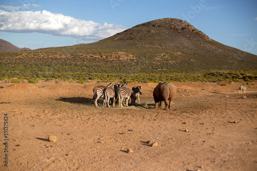 zebras in the African desert . South Africa