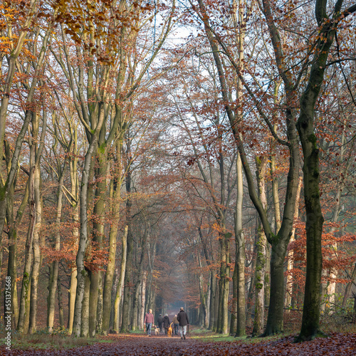 people and dogs in autumn forest near utrecht in holland