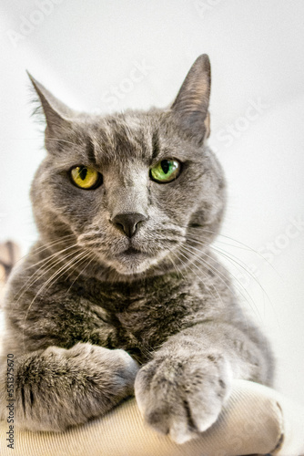 shorthair cat