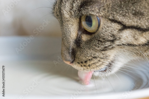 portrait of a cat