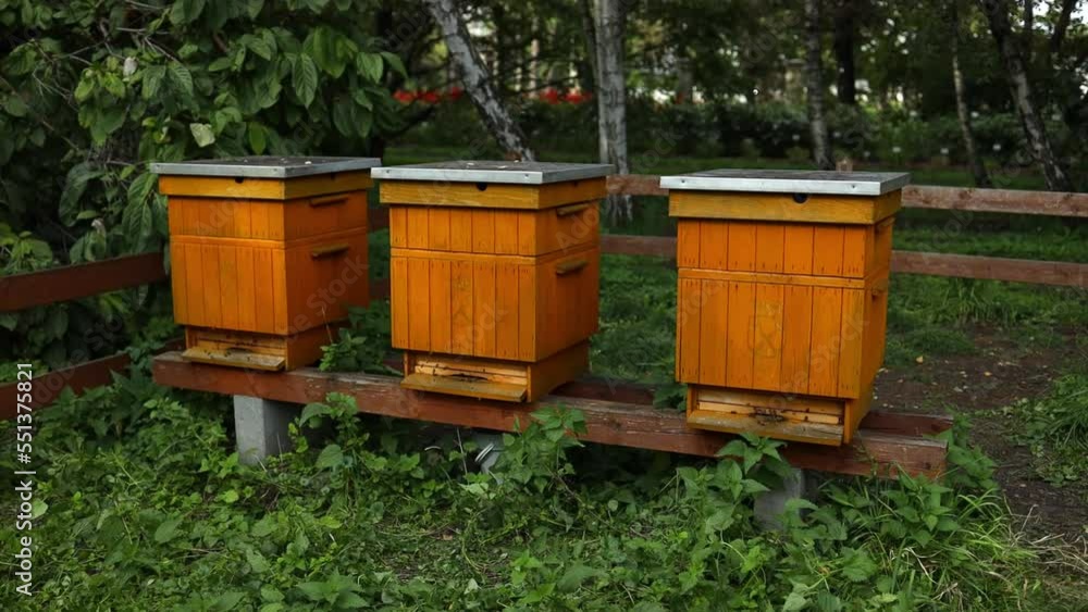 4k Close up of flying bees. Wooden beehive and bees. Hives in an apiary with bees flying to the landing boards. Apiculture. 4k Close up of flying bees. Wooden beehive and bees. Hives in an apiary with bees flying to the landing boards. Apiculture.