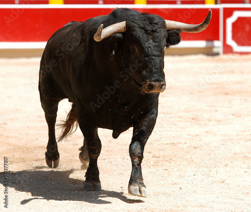 un toro bravo español con grandes cuernos en una plaza de toros