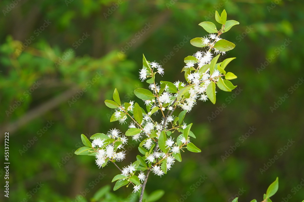 Flowers of Psidium cattleyanum commonly known as Cattley guava ...