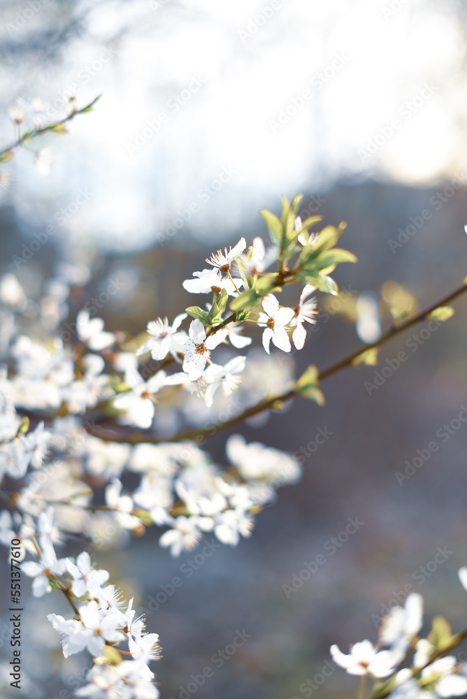 Apple tree bloom bathed in atmospheric spring light, spring background, close up of flowers Apple tree bloom bathed in atmospheric spring light, spring background, close up of flowers