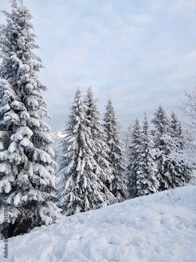 Snow-covered fir trees. Winter landscape with copy space. Krasnaya gorka village, Pinega district, Arkhangelsk region. 