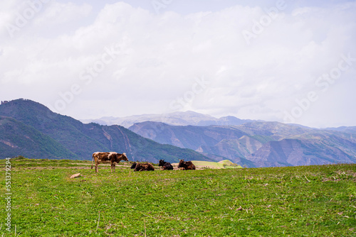cows graze in a meadow in the mountains against the backdrop of a beautiful landscape and highlands, blue sky and green grass