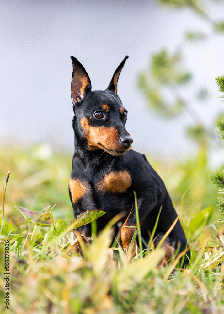 Autumn portrait of a miniature pinscher sitting in the grass Autumn portrait of a miniature pinscher sitting in the grass