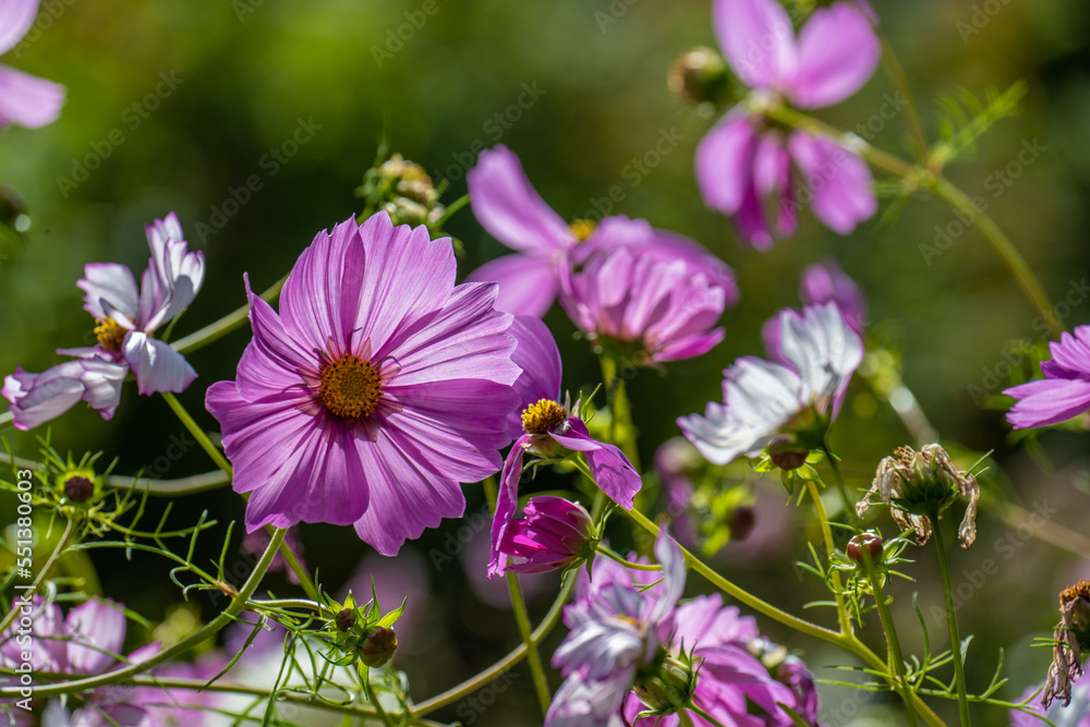 Fototapeta premium Cosmos bipinnatus flowers in a green garden.