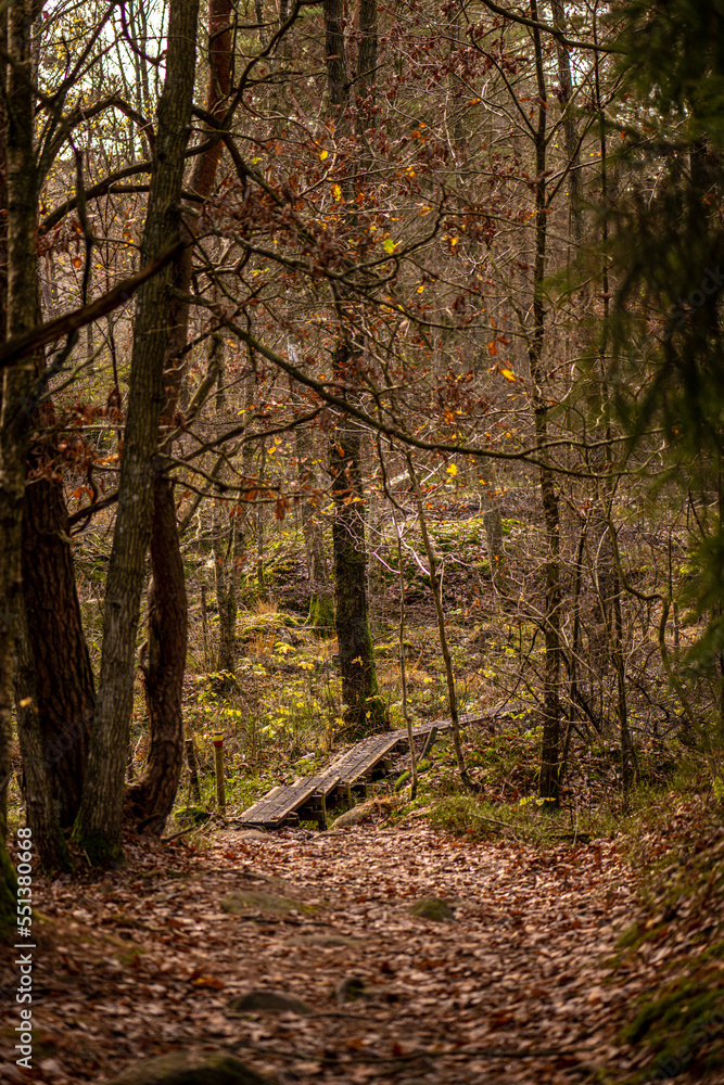 Boardwalk over a soggy part of a forest. Boardwalk over a soggy part of a forest.