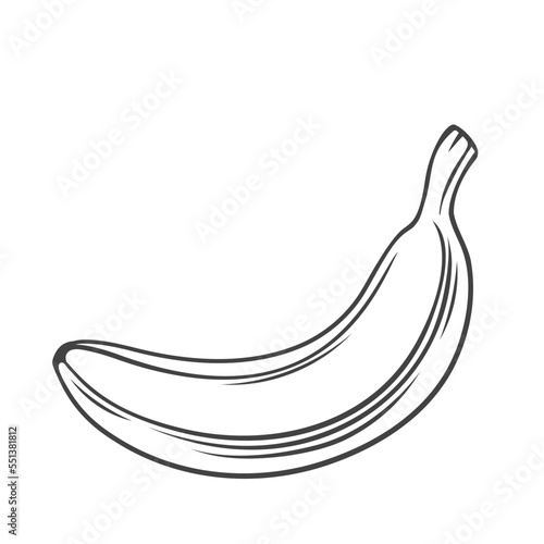One banana line icon vector illustration. Hand drawn outline fresh tropical summer fruit with peel, delicious ripe tasty product with skin for vegetarian diet, simple silhouette of single banana