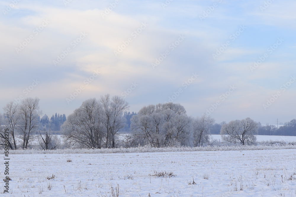 white snow-covered trees on an open winter field. Selective focus. white snow-covered trees on an open winter field. Selective focus.