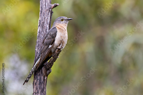 Fan-tailed Cuckoo (Cacomantis flabelliformis)