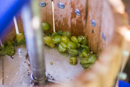 Grape harvest. Winepress with white wort and screw Remains of grapes after squeezing in a barrel to get white homemade wine. Barrel press for grapes from the inside.