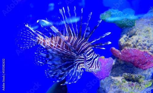 Pterois(zebrafish, firefish, tastyfish) is a genus of venomous marine fish, it is characterized by coloration with red, white, creamy, or black bands, showy pectoral fins, and venomous spiky fin rays.