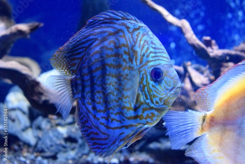 Symphysodon have a laterally compressed body shape,extended finnage is bsent giving rounded shape.It is this body shape from which their name,discus,is derived,popular as freshwater aquarium fish.